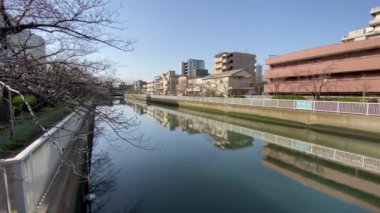 Japonya 'da kiraz çiçekleri, Tokyo