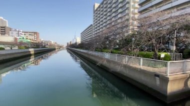 Japonya 'da kiraz çiçekleri, Tokyo