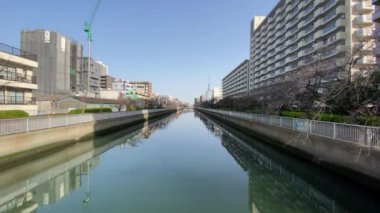 Japonya 'da kiraz çiçekleri, Tokyo