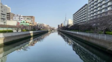 Japonya 'da kiraz çiçekleri, Tokyo