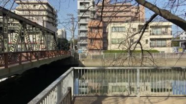 Japonya 'da kiraz çiçekleri, Tokyo