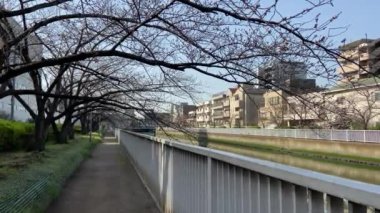 Japonya 'da kiraz çiçekleri, Tokyo