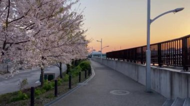 Japonya 'da kiraz çiçekleri, Tokyo