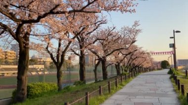 Japonya 'da kiraz çiçekleri, Tokyo