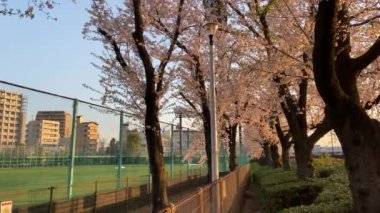 Japonya 'da kiraz çiçekleri, Tokyo