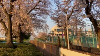 Japonya 'da kiraz çiçekleri, Tokyo