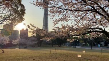 Japonya 'da kiraz çiçekleri, Tokyo