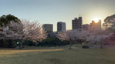 Japonya 'da kiraz çiçekleri, Tokyo