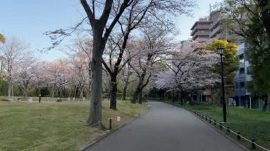 Japonya 'da kiraz çiçekleri, Tokyo