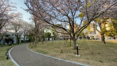 Japonya 'da kiraz çiçekleri, Tokyo