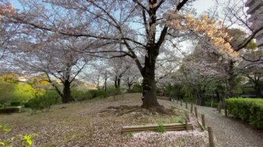 Japonya 'da kiraz çiçekleri, Tokyo
