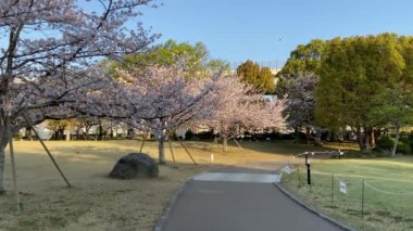 Japonya 'da kiraz çiçekleri, Tokyo