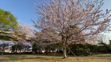 Japonya 'da kiraz çiçekleri, Tokyo