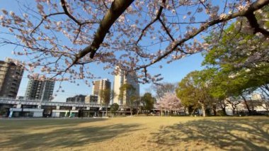 Japonya 'da kiraz çiçekleri, Tokyo
