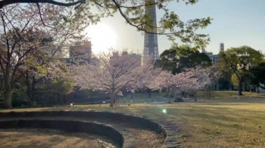 Japonya 'da kiraz çiçekleri, Tokyo