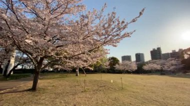 Japonya 'da kiraz çiçekleri, Tokyo