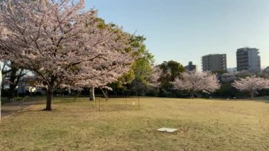 Japonya 'da kiraz çiçekleri, Tokyo