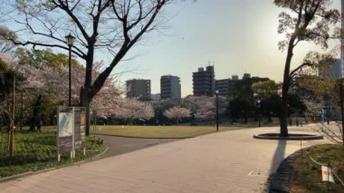 Japonya 'da kiraz çiçekleri, Tokyo