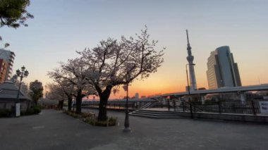Japonya 'da kiraz çiçekleri, Tokyo