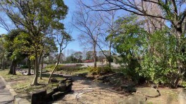 Japonya 'da kiraz çiçekleri, Tokyo