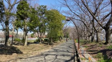 Japonya 'da kiraz çiçekleri, Tokyo