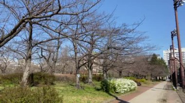Japonya 'da kiraz çiçekleri, Tokyo