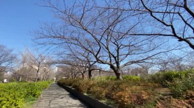 Japonya 'da kiraz çiçekleri, Tokyo