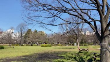 Japonya 'da kiraz çiçekleri, Tokyo