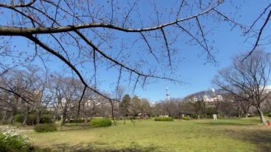 Japonya 'da kiraz çiçekleri, Tokyo