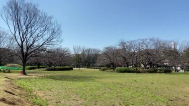 Japonya 'da kiraz çiçekleri, Tokyo