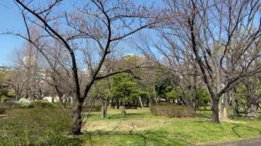 Japonya 'da kiraz çiçekleri, Tokyo