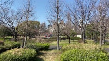 Japonya 'da kiraz çiçekleri, Tokyo