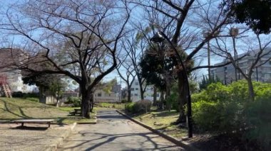 Japonya 'da kiraz çiçekleri, Tokyo