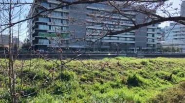 Japonya 'da kiraz çiçekleri, Tokyo