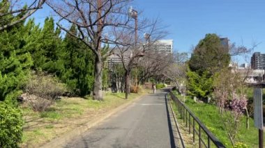 Japonya 'da kiraz çiçekleri, Tokyo