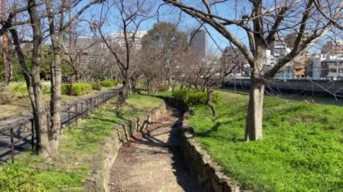 Japonya 'da kiraz çiçekleri, Tokyo