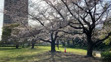 Japonya 'da kiraz çiçekleri, Tokyo