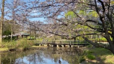 Japonya 'da kiraz çiçekleri, Tokyo