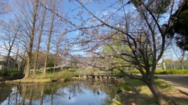 Japonya 'da kiraz çiçekleri, Tokyo