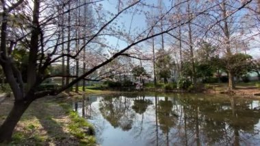 Japonya 'da kiraz çiçekleri, Tokyo