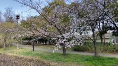 Japonya 'da kiraz çiçekleri, Tokyo