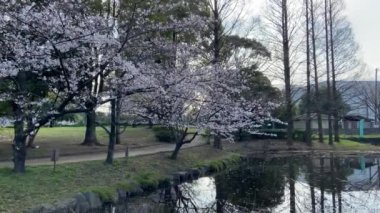 Japonya 'da kiraz çiçekleri, Tokyo