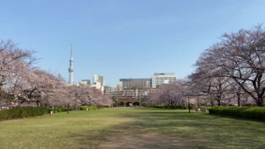 Japonya 'da kiraz çiçekleri, Tokyo