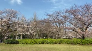 Japonya 'da kiraz çiçekleri, Tokyo