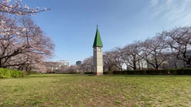 Japonya 'da kiraz çiçekleri, Tokyo