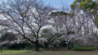Japonya 'da kiraz çiçekleri, Tokyo