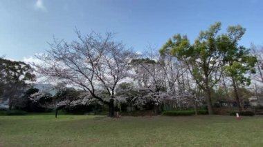 Japonya 'da kiraz çiçekleri, Tokyo