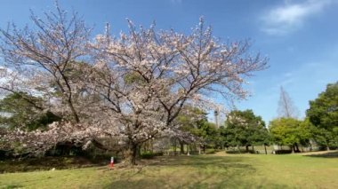 Japonya 'da kiraz çiçekleri, Tokyo