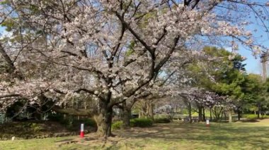 Japonya 'da kiraz çiçekleri, Tokyo