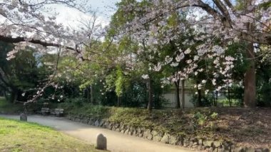 Japonya 'da kiraz çiçekleri, Tokyo